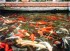 Thumbs/tn_(26).jpg